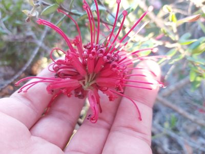 Grevillea speciosa, photographed by Tim