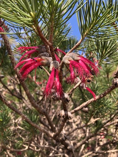 Melaleuca rupestris, photographed by James