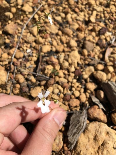 Stylidium androsaceum, photographed by James