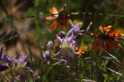 Gladiolus venustus, photographed by Noeleen du Toit