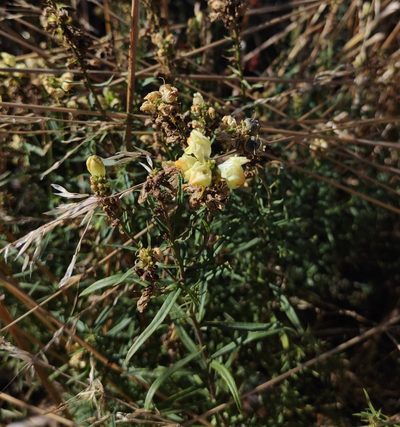 Linaria biebersteinii, photographed by Kristina Кochariantc