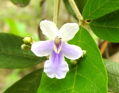 Vitex mollis, photographed by Francisco Farriols Sarabia