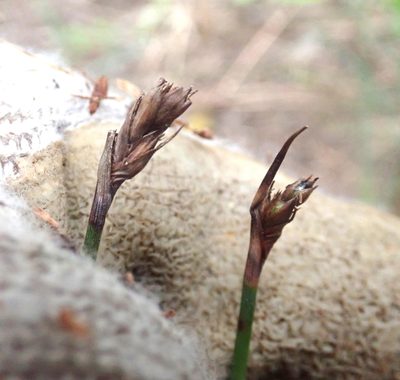 Lepidosperma australe, photographed by Jenny Christianson