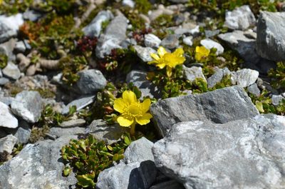 Ranunculus pachyrrhizus, photographed by nick_goldwater