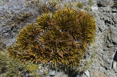 Aciphylla simplex, photographed by nick_goldwater