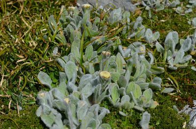 Craspedia lanata, photographed by nick_goldwater