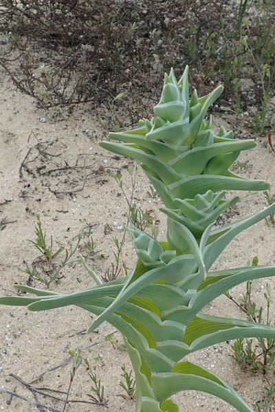 Ferraria foliosa, photographed by Peter Warren