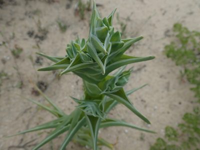 Ferraria foliosa, photographed by Peter Warren