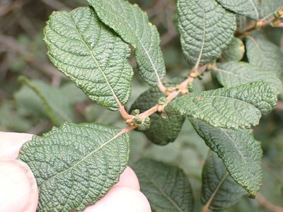 Salix aurita, photographed by Robert H. Wardell