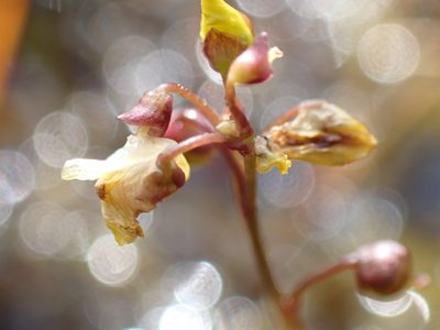 Utricularia minor, photographed by Robert H. Wardell
