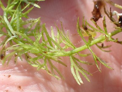Utricularia intermedia, photographed by Robert H. Wardell