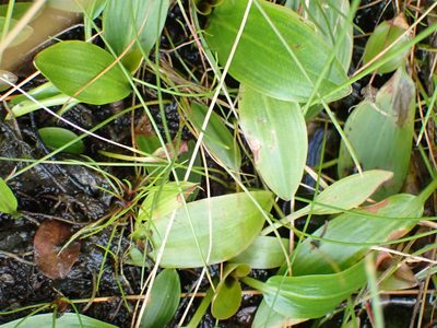 Potamogeton polygonifolius, photographed by Robert H. Wardell