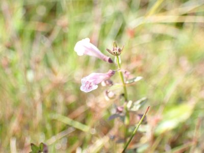 Scutellaria minor, photographed by Robert H. Wardell