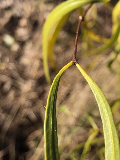 Wrightia saligna, photographed by elawrey