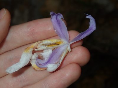 Dietes grandiflora, photographed by Thomas Mesaglio