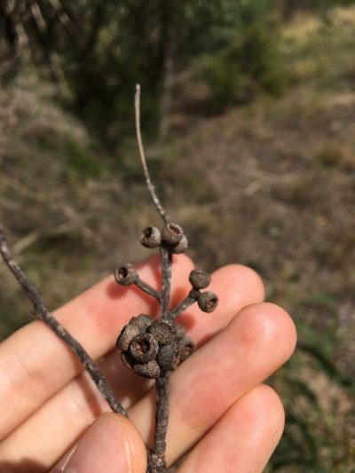 Eucalyptus capitellata, photographed by Thomas Mesaglio
