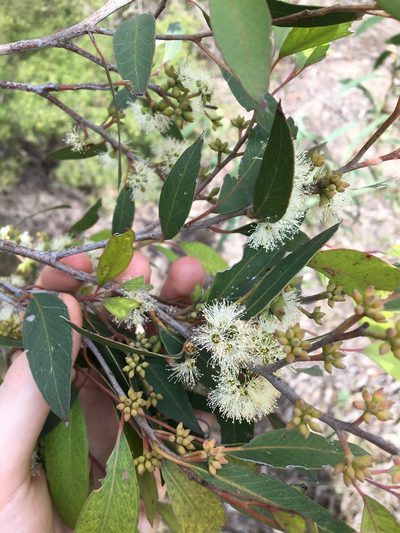 Eucalyptus capitellata, photographed by Thomas Mesaglio