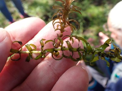 Elodea nuttallii, photographed by Robert H. Wardell