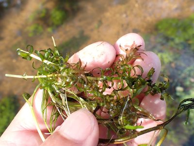 Elodea nuttallii, photographed by Robert H. Wardell