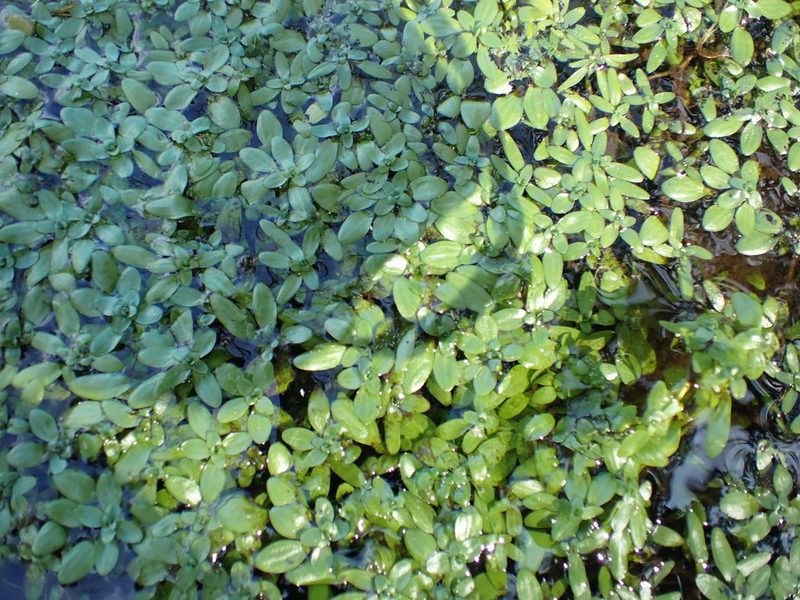Callitriche platycarpa, photographed by Robert H. Wardell