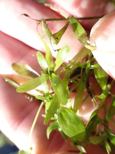 Callitriche platycarpa, photographed by Robert H. Wardell