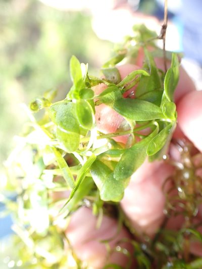 Callitriche platycarpa, photographed by Robert H. Wardell