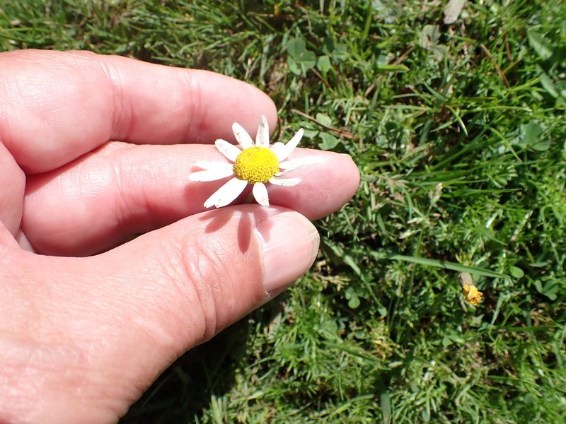 Chamaemelum nobile, photographed by Robert H. Wardell