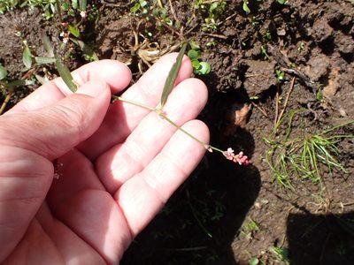 Persicaria minor, photographed by Robert H. Wardell