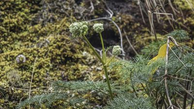 Anisotome cauticola, photographed by Cara-Lisa Schloots