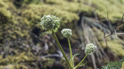 Anisotome cauticola, photographed by Cara-Lisa Schloots