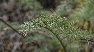 Anisotome cauticola, photographed by Cara-Lisa Schloots