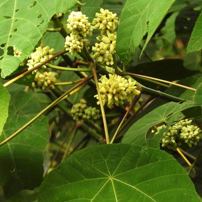 Macaranga triloba, photographed by Abu Hamas