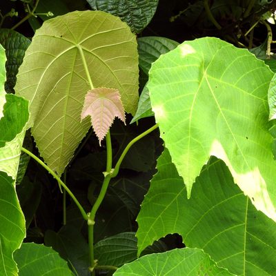 Macaranga triloba, photographed by Abu Hamas