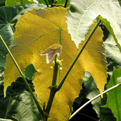 Macaranga triloba, photographed by Abu Hamas