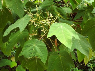 Macaranga triloba, photographed by Abu Hamas