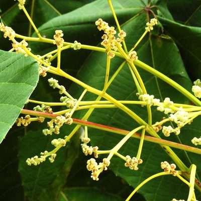 Macaranga triloba, photographed by Abu Hamas