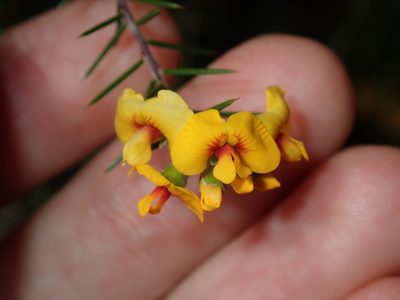 Dillwynia sieberi, photographed by Thomas Mesaglio