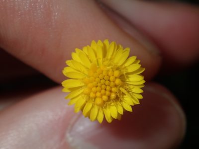 Calotis lappulacea, photographed by Thomas Mesaglio