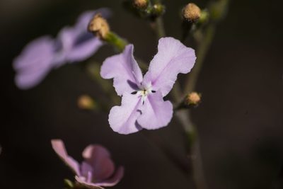 Stylidium affine, photographed by gnangarra