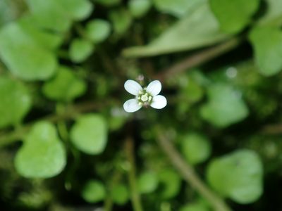 Cardamine paucijuga, photographed by Thomas Mesaglio