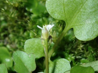 Cardamine paucijuga, photographed by Thomas Mesaglio