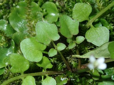 Cardamine paucijuga, photographed by Thomas Mesaglio