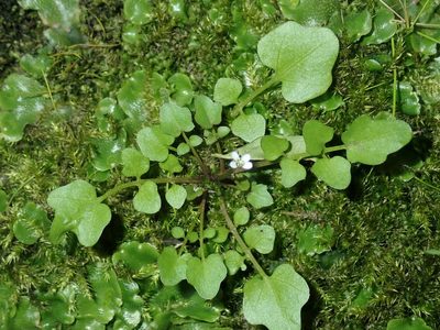 Cardamine paucijuga, photographed by Thomas Mesaglio