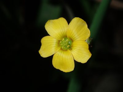 Oxalis perennans, photographed by Thomas Mesaglio