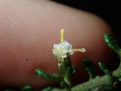Olearia microphylla, photographed by Thomas Mesaglio