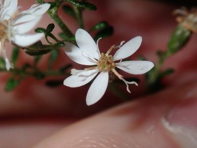 Olearia microphylla, photographed by Thomas Mesaglio