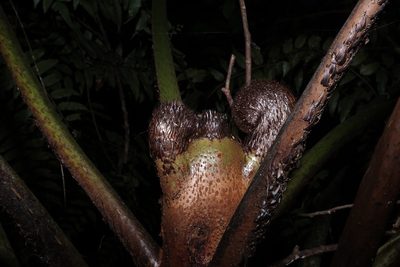 Alsophila borbonica, photographed by Romer N. Rabarijaona