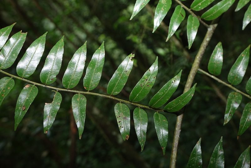 Alsophila borbonica, photographed by Romer N. Rabarijaona