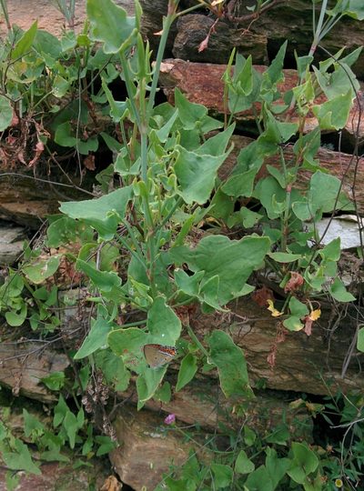 Rumex hastatus, photographed by Ramnarayan K