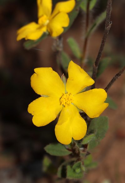 Hibbertia davisii, photographed by T. Hammer